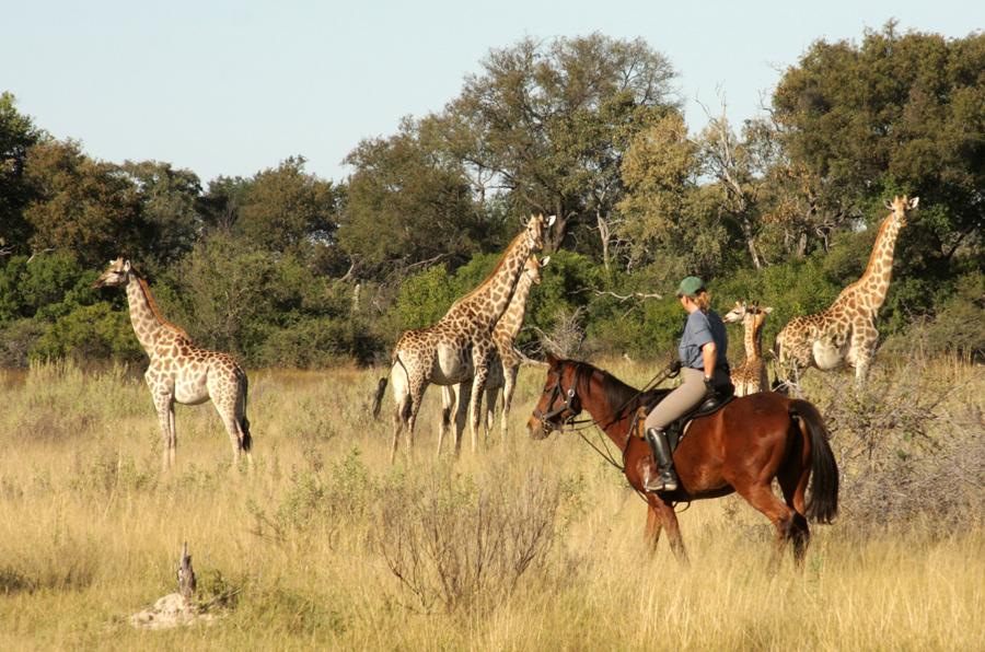 Okavanga Delta Trail Rides